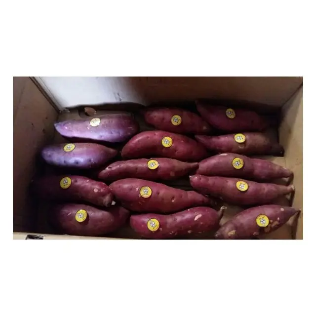 Qualified Sweet Potato for export high quality cheap price Sweet Potato