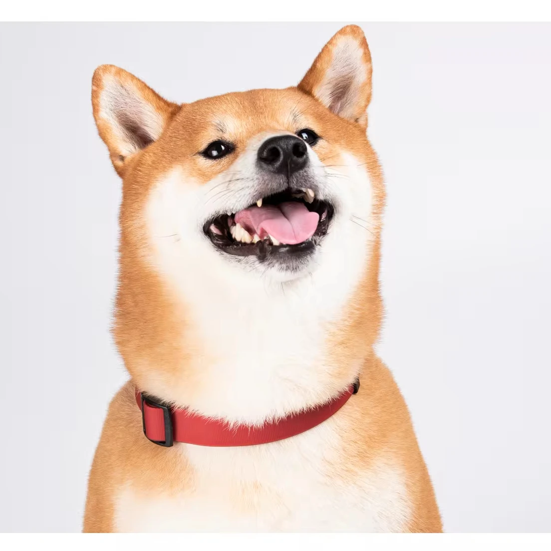 Custom Logo colourful Nylon Strap Led Leading Adjustable Tactical Training Dog Collar