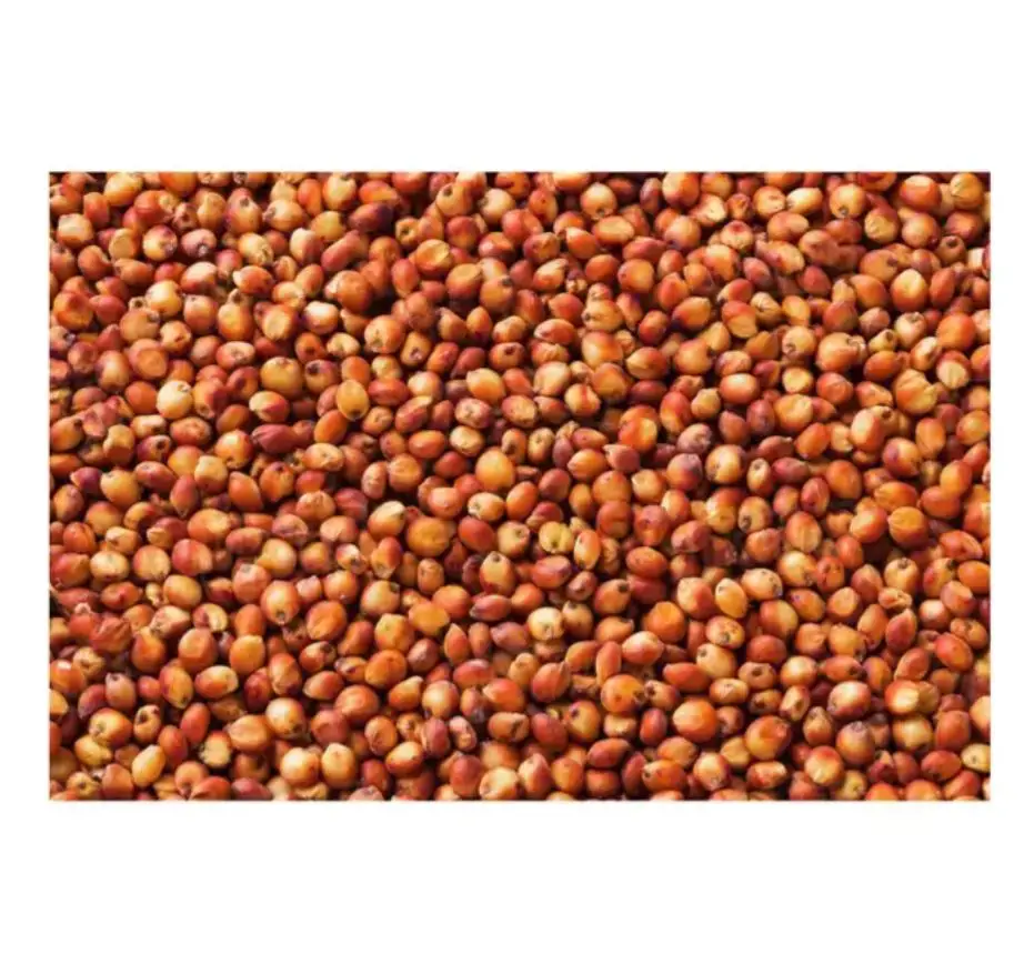 Bulk Quantity Sorghum Grains and Good Quality Red White and Yellow Sorghum Seeds In Cheap Price