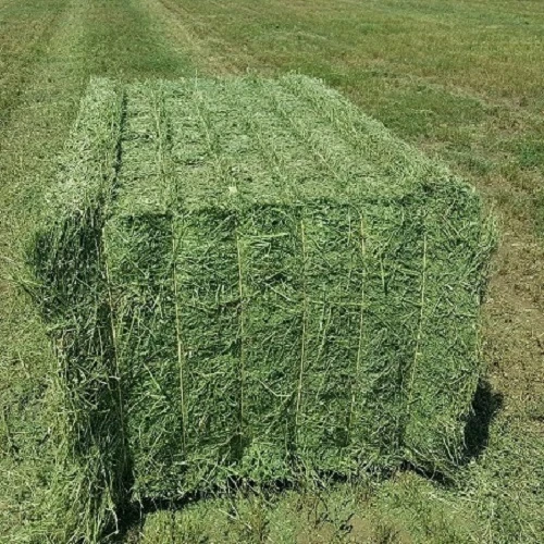 Quality Animal Feed Alfafa Hay for Animal Feeding Stuff Alfalfa