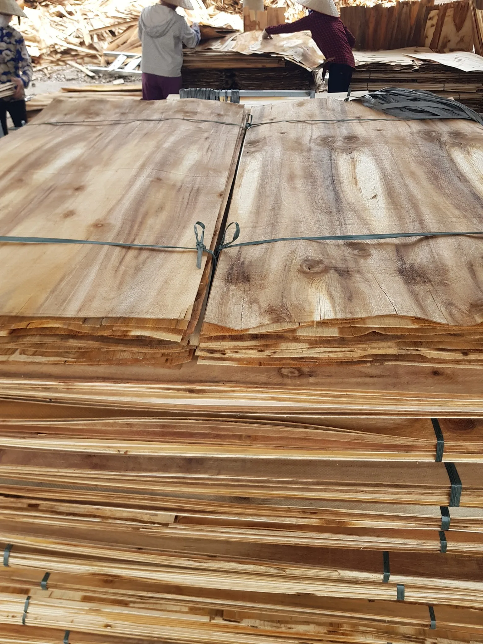 Wholesaler Acacia Eucalyptus Pine Core Veneer Material for Plywood Vietnam Manufacturer