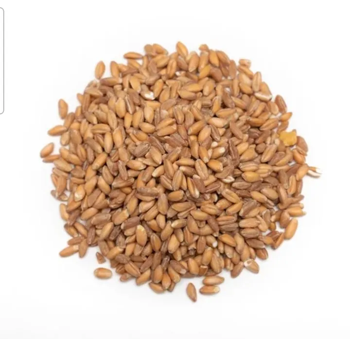 Durum hard wheat grains 100% prices from Ukraine