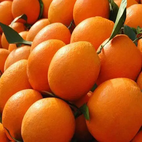 Fresh Delicious Valencia oranges and Navel oranges Ready Stock from Egypt