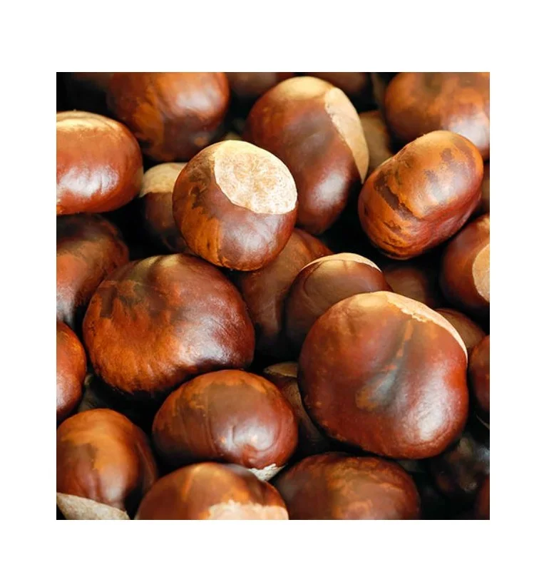 High Quality wholesale price good quality chestnut fresh chestnut