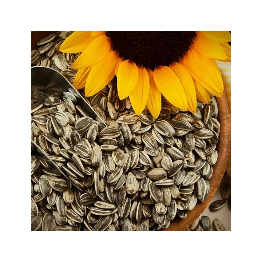 100% Fresh Sunflower Seed for sale in good price