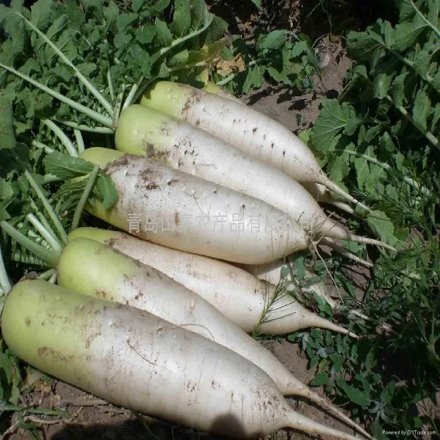 Best Seller Of Fresh White Radish At Low Prices