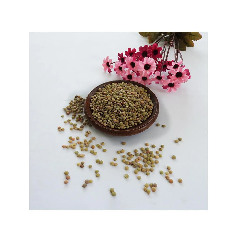 Wholesale Supplier Of Bulk Fresh Stock of Whole Green Lentils Dry Organic Green Lentils