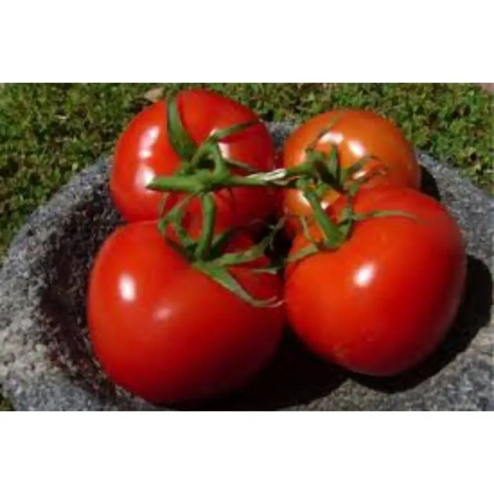 TOMATO VRAJ PETER F1  export by Air