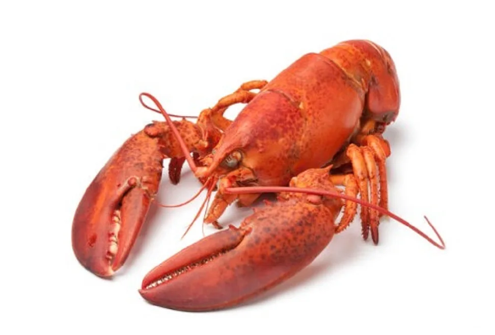 Wholesale Supplier Of Bulk Fresh Stock of Frozen seafood Lobsters