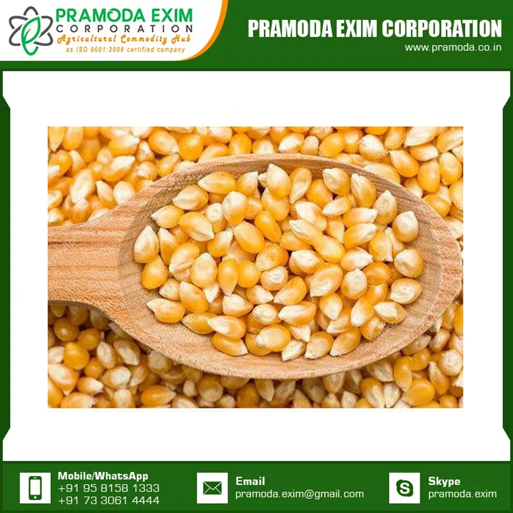 High Quality For Sale Yellow Corn Animal Feed Yellow Corn Available At Affordable Price