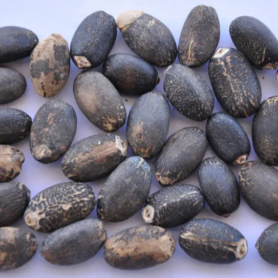 Dried Natural Jatropha Seeds for Sale