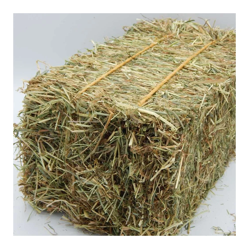 Cheap Quality Barley/Premium Grade Energetic Barley for Animal Feed