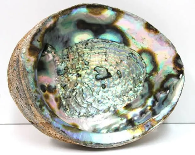 Best Quality Abalone shell Gemstone Best Quality Natural Abalone Shell Mix Shaped Gemstone For Jewelry Making Use at wholesale