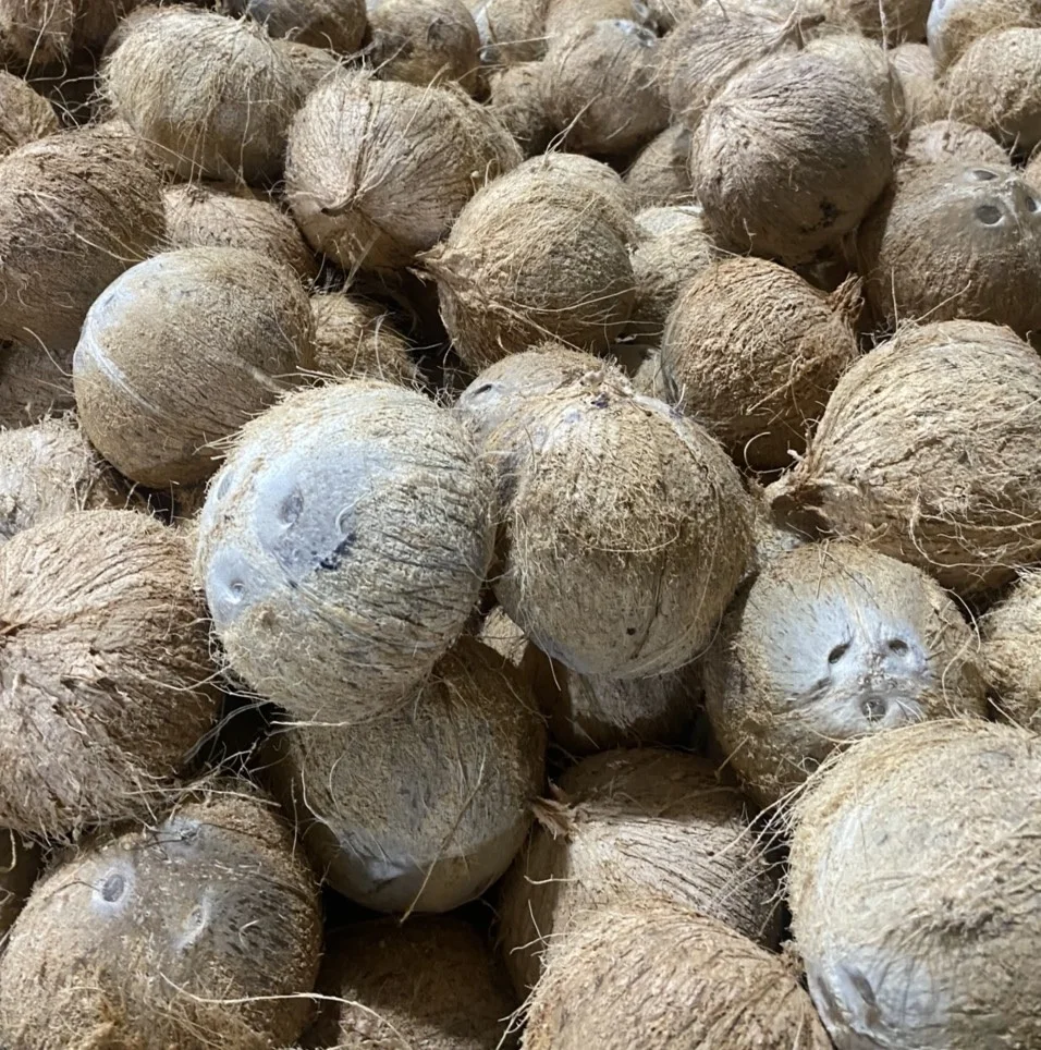 High Quality 100% Natural Mature/Semi Husked Coconut Sweet Tasted Dried Fruit Oil Cream Dish Production Whole Pattern Bulk ANNA