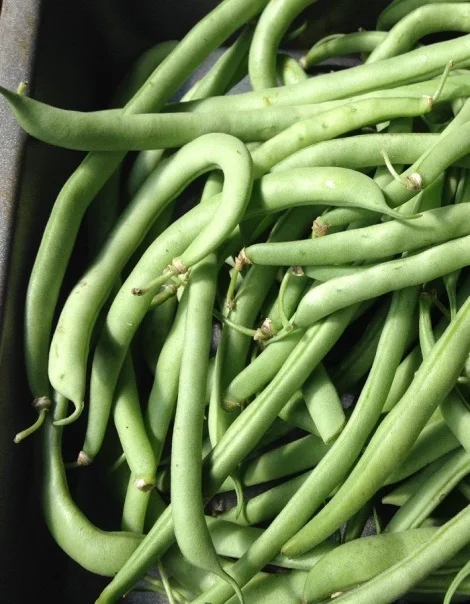 Premium Quality Food Grade  Green beans Wholesale  Bulk Style Storage Packing and Packaging ready for export