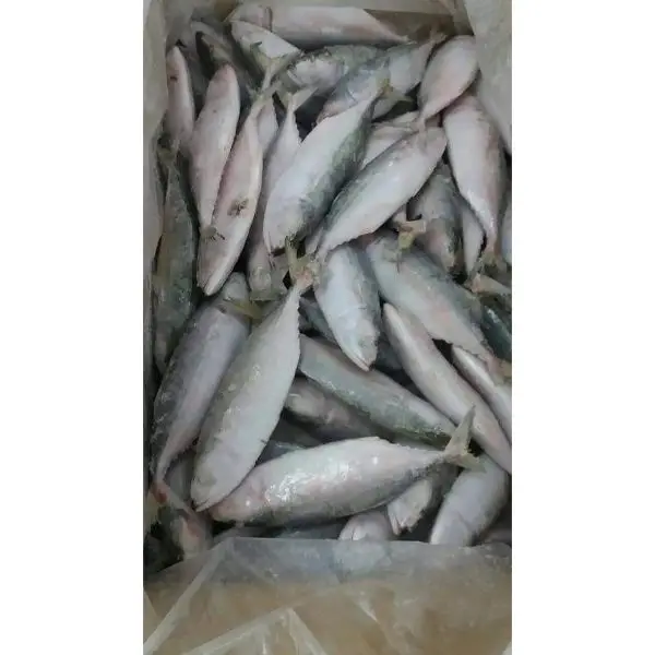 High Quality New Mackerel Fish Frozen Processed Indian Mackerel Fish