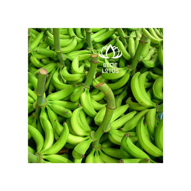 Fresh Cavendish Bananas Smoothie-Quality Green Plantain Bananas for Fruit Desserts Vietnamese Variety