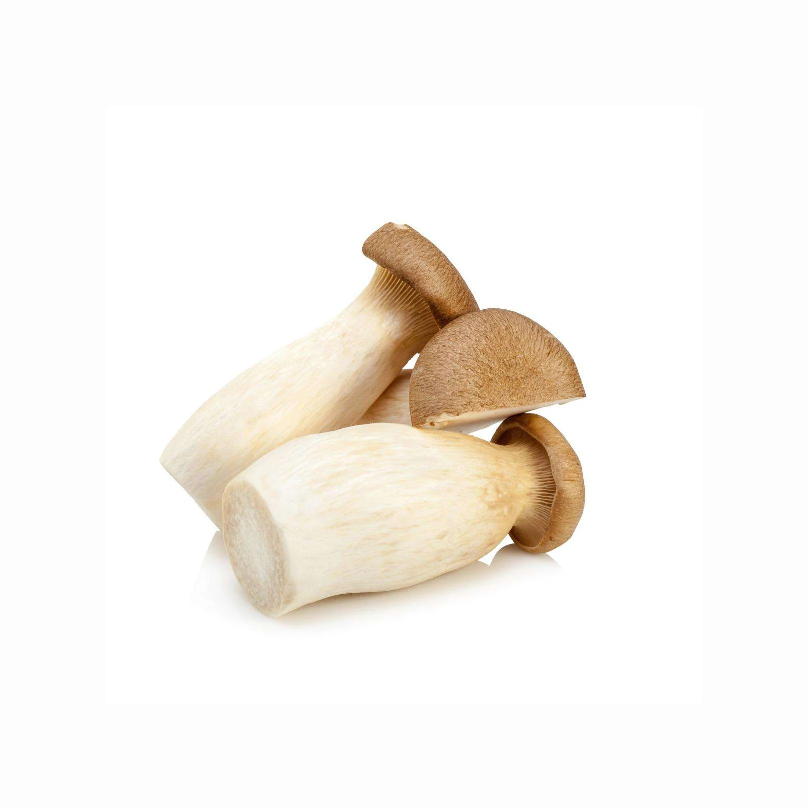 Factory Direct Sale Healthy Fresh Dried Oyster Mushroom Native Product Nutrition Oyster Mushroom
