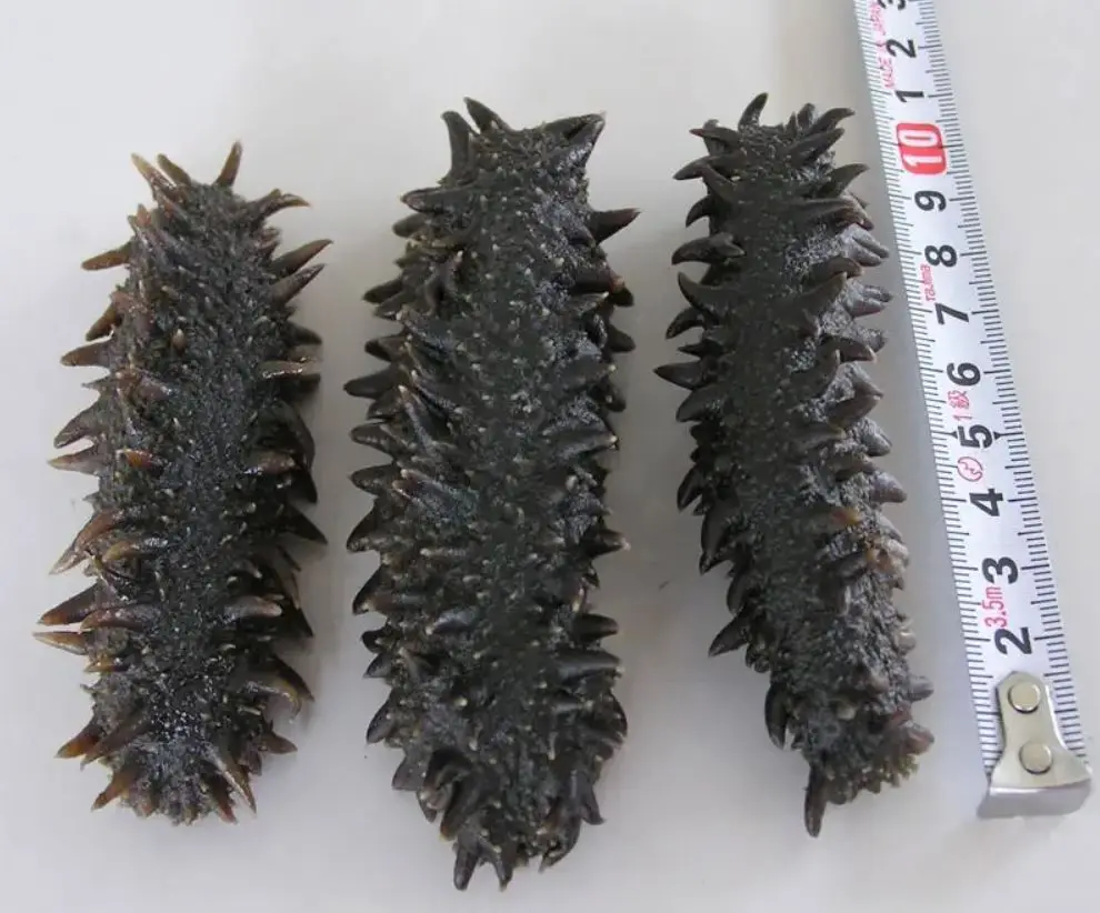 Dried Sea Cucumber / Frozen Sea Cucumber / Fresh Sea Cucumber