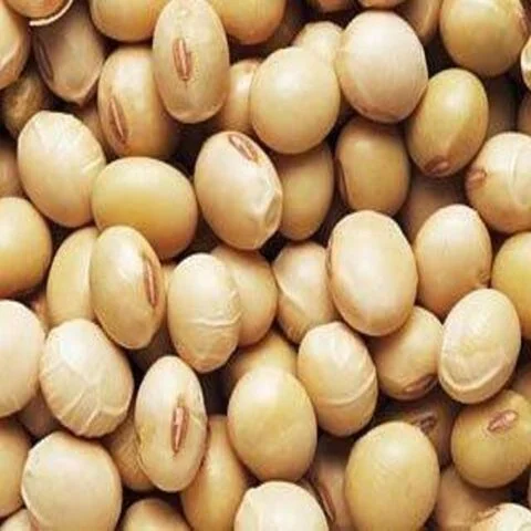 Soybeans high protein Soy Bean
