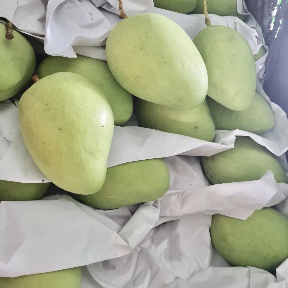 High Quality Fruit Mango CAT CHU Tropical Sweet Style Color Weight NATURAL Origin Type Variety Size Grade Pacific Product
