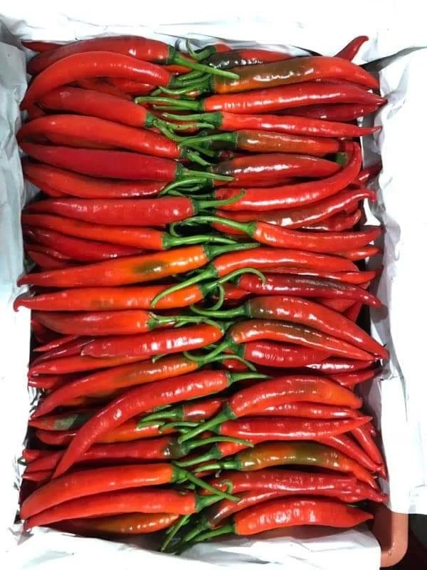 Fresh Red Chilli High Quality green chilli Supplier fresh red chilli pepper From Vietnam