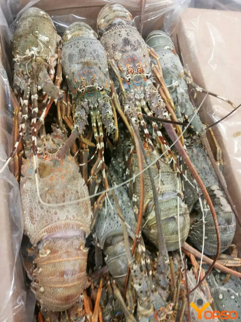 Supplier of Top Quality Wholesale Fresh Live Lobster