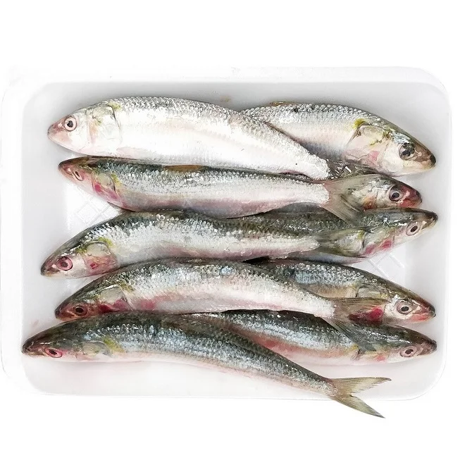 Frozen Sardine Sar Hot Selling Fresh Pilchard Sardine Fish Ready for Human Consumption