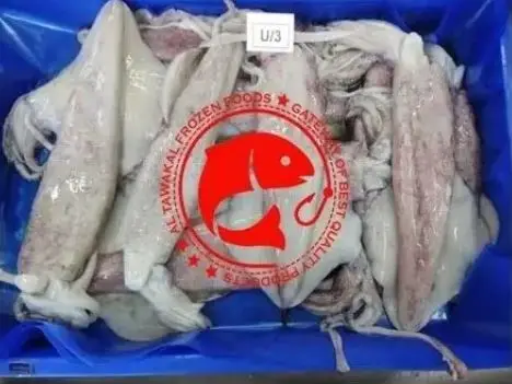 Frozen Whole Loligo Squid For Export in Bulk Quantity High Quality Frozen Loligo Squid Available in Multiple Sizes