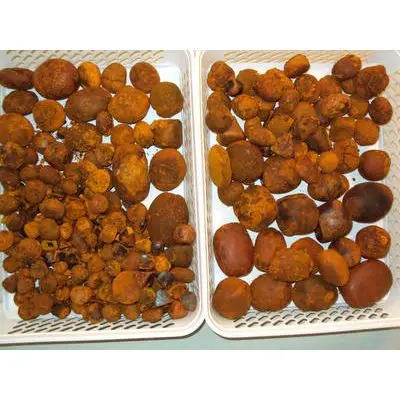 Ox Gallstones Cattle Gallstones Best Grade Cow Gallstones for sale ready now
