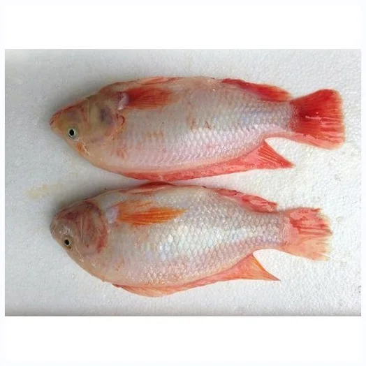 Fresh Frozen Red Tilapia Fish Red Snapper Tilapia Fish for Tilapia Fish Red Buyers origin frozen wholesale