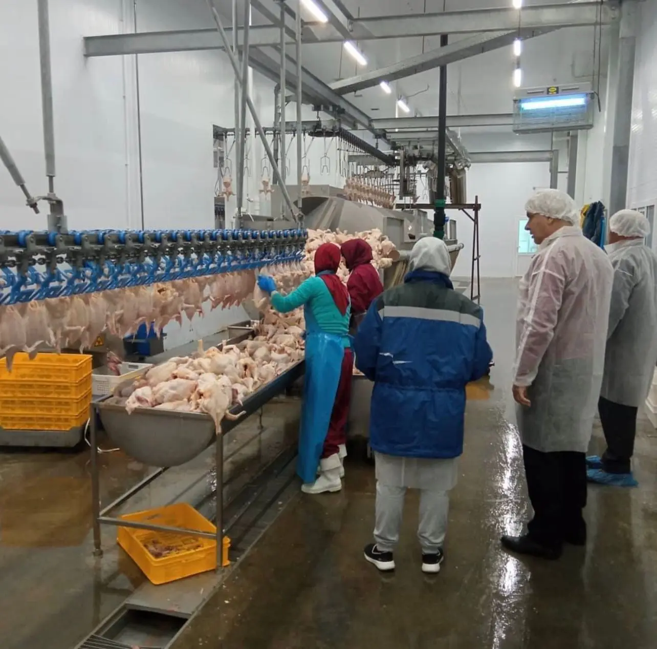 Frozen Skinless Boneless Chicken