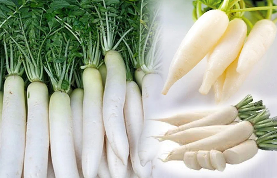 Vietnam Origin Fresh White Radish Premium Quality Best Price Read to Export From Good Exporter  Packing Organic Clean Origin