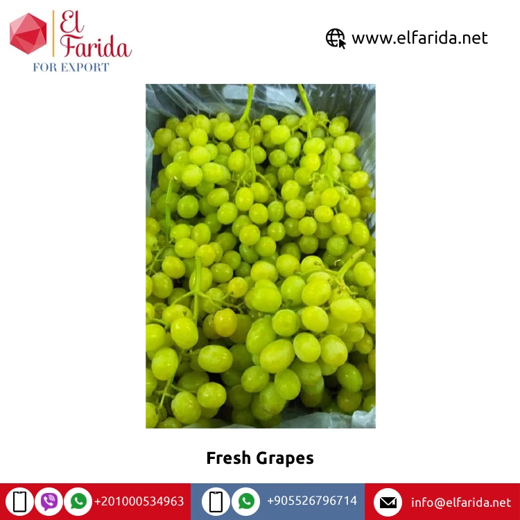 Leading Exporter of Best Selling High Quality Season Grade Fruit Red Fresh Grapes at Direct Factory Price from Egypt