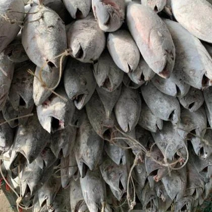 High Quality Frozen Skipjack Tuna Fish