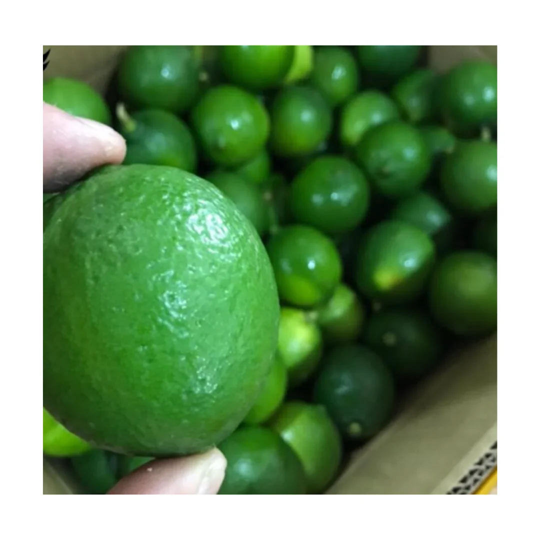 Manufacture Versatile Lemons and Limes high quality fresh lime / natural green limefresh lime from Vietnam