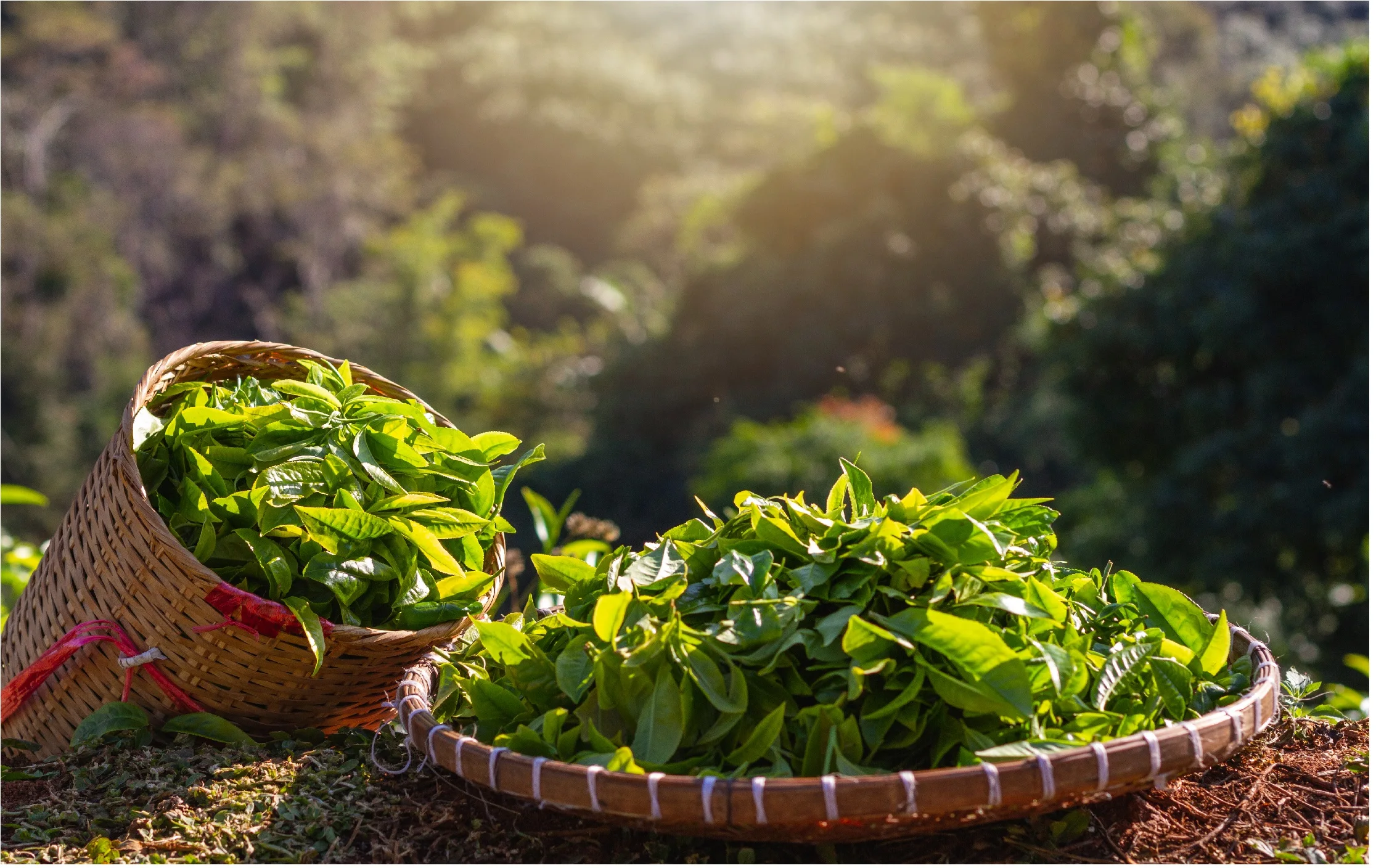 Original Powder Ceremonial Matcha Wholesale Bulk Japanese Products Green Tea