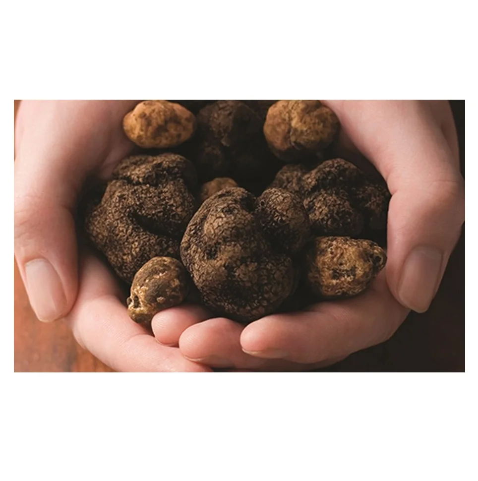 ORGANIC Color Shelf Mushroom Truffle Italy Wild Fresh Blackcarpaccio of Fine BLACK TRUFFLES