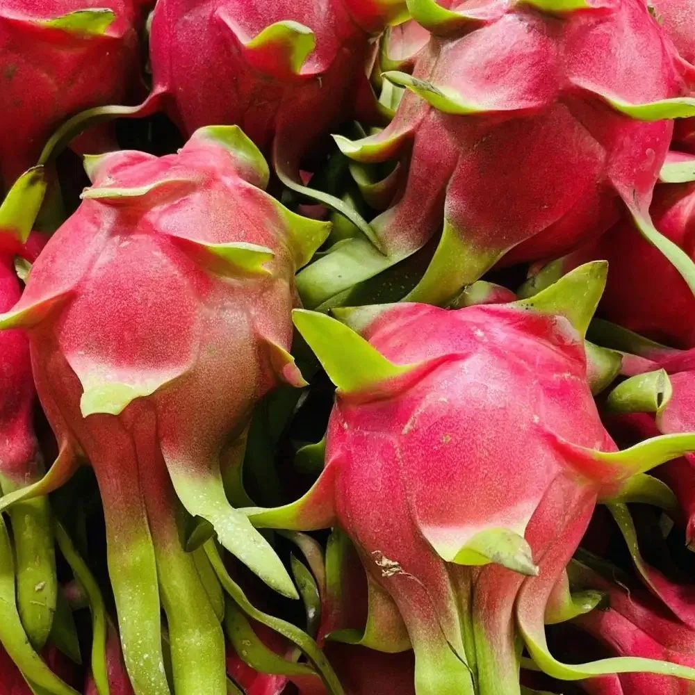 FRESH DRAGON PITAYA WHITE DRAGON FRUIT Product Wholesale Best Price Sweet taste Natural Best Seller WHITE DRAGON FRUIT Product