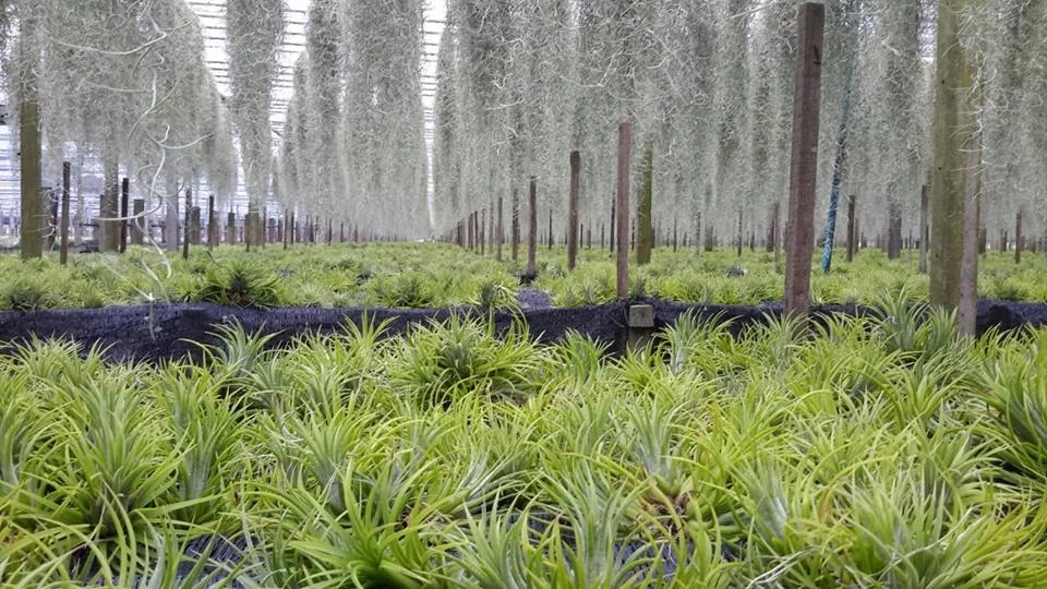 Air plant Tillandsia lonantha Bulbosa Medusa  Funckiana