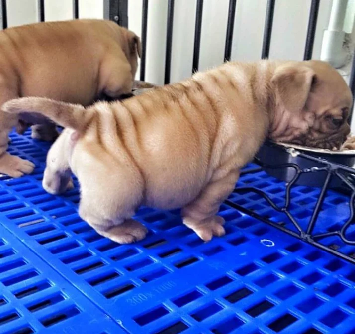 Cheap Plastic Floor Grid For Dog And Dog Plastic Grid Floor (Good Quality, Made In China)