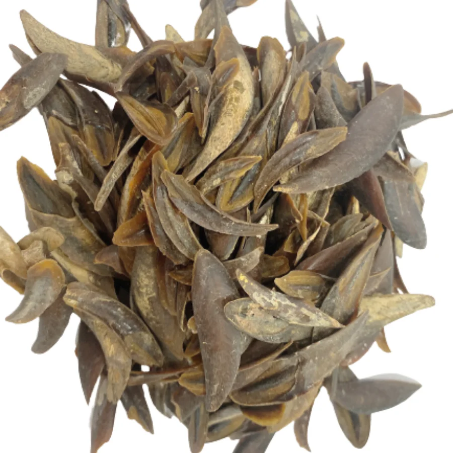 Natural Operculum shells Operculum seashells