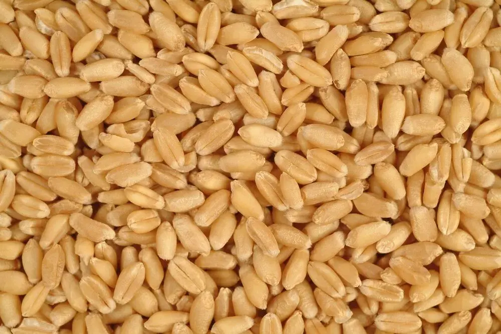 Wheat Grain with Customized Size Packing For Food Making Uses Low Prices Wholesale Suppliers Whole Nutrition