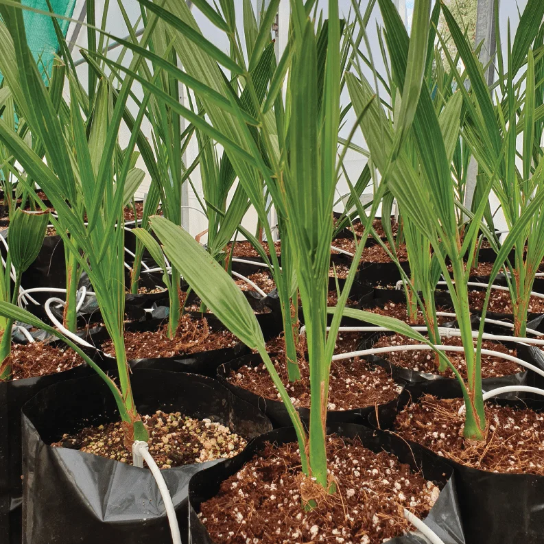 Best fertilizers is manure high-potassium fertilizer use the seeds from any variety of date to start a date palm tree fastest-gr