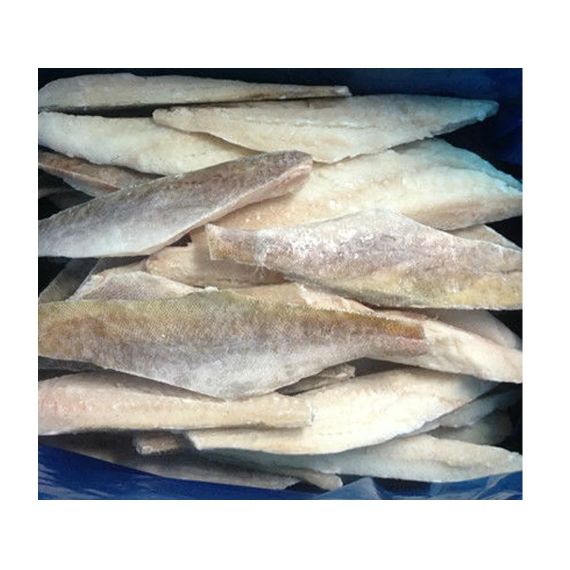 Best Quality Low Price Bulk Stock Available Of Frozen Whole Round Hake Fish For Export World Wide From Germany