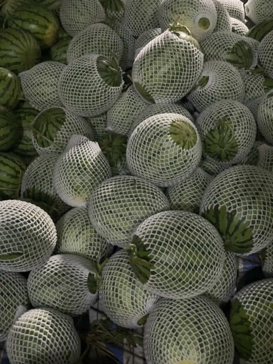 Seedless Fresh Watermelon for Sale Bulk Fresh Fruit Sweet Taste Nice Color