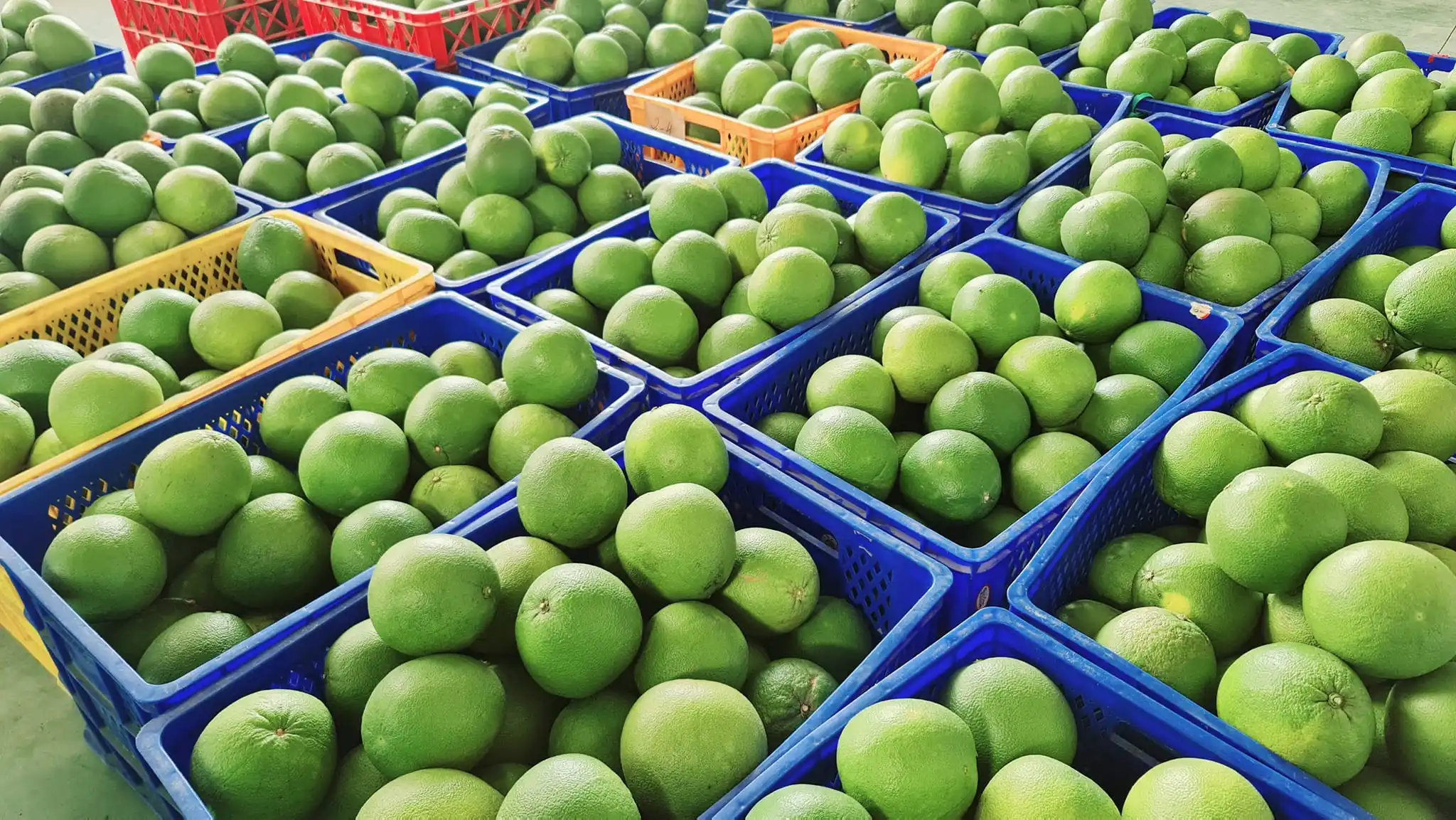 Pomelo Manufacture- Top 1 Fruit Exporter- V.A.F Vietnamese Agriculture Food Company