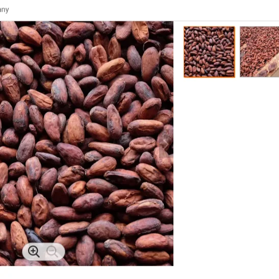 Organic Raw Cacao Beans Export to EU USA UAE Etc High Quality Cacao Powder Making Chocolate at Cheap Price Cocoa Beans Top Dark