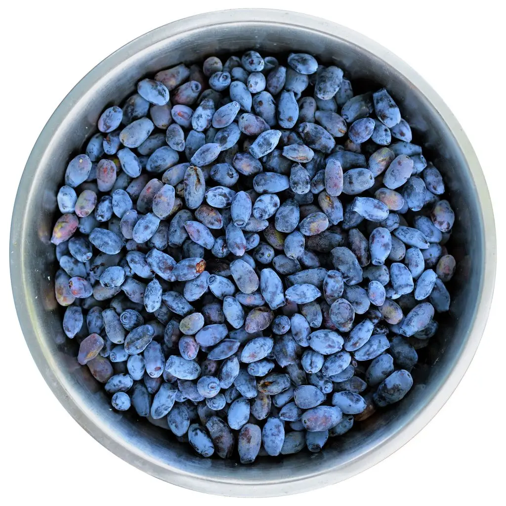 Haskap Juice Concentrate | Haskap Berry Juice