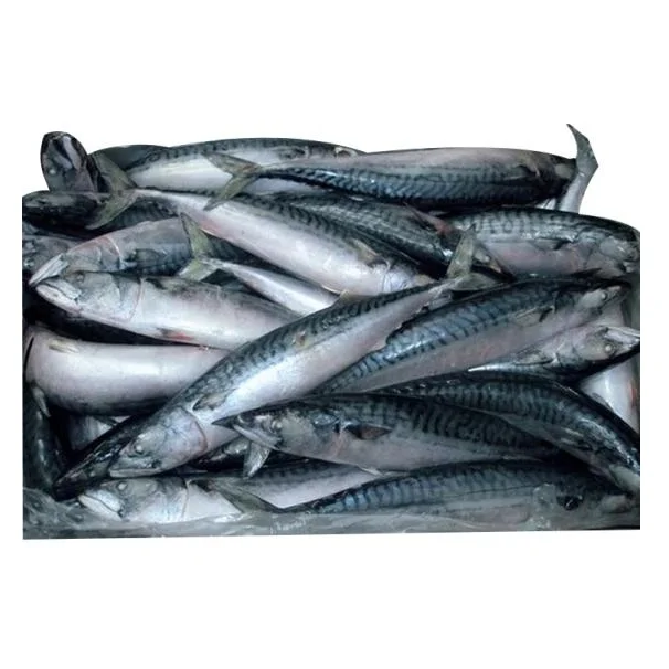 Pure Quality Atlantic Mackerel fish France Supplier Bulk Online Sale
